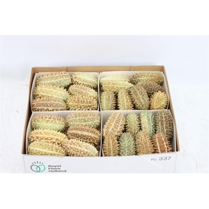 Sier Cucumis Maryline X4