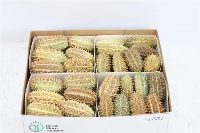 <h4>Sier Cucumis Maryline X4</h4>