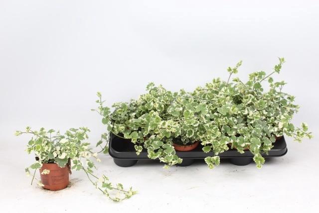 <h4>GLEC HE VARIEGATA</h4>