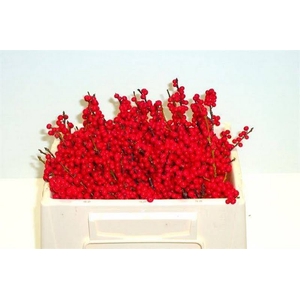 Ilex Vert Berry Red 30cm Nierop Extra