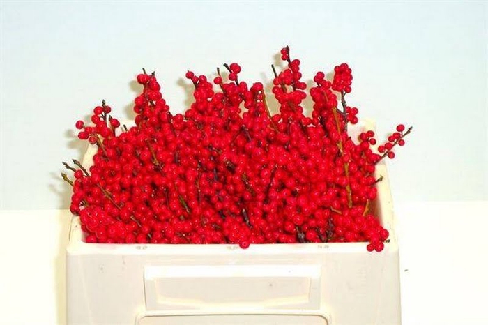 <h4>Ilex Vert Berry Red 30cm Nierop Extra</h4>