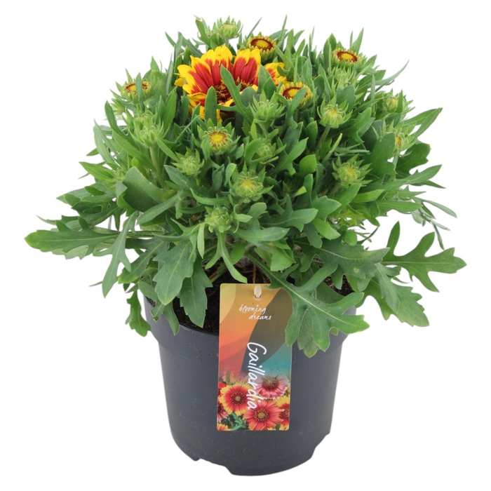 <h4>Gaillardia aristata Arizona Sun</h4>