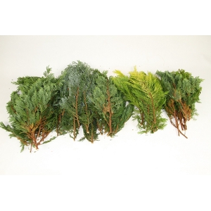 Leaf conifer mix