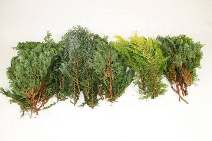 <h4>Leaf conifer mix</h4>