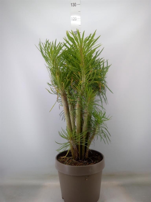 <h4>Senecio   ...</h4>