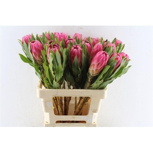 PROTEA BRENDA