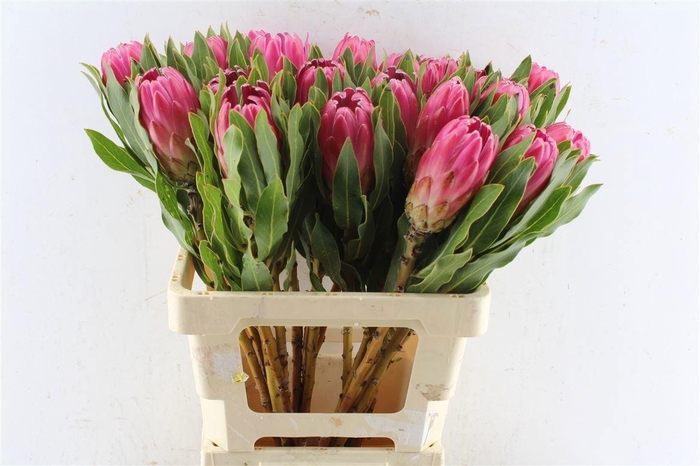 <h4>PROTEA BRENDA</h4>