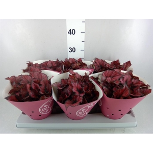 Begonia BD rex 'Kohala Red'