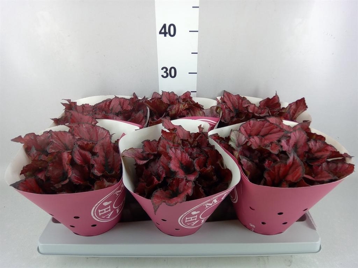 <h4>Begonia BD rex 'Kohala Red'</h4>