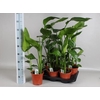 STRELITZIA NICOLAI