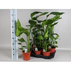 STRELITZIA NICOLAI