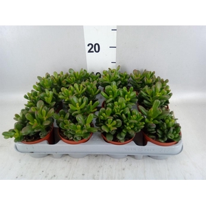Crassula ovata 'Gandalf'