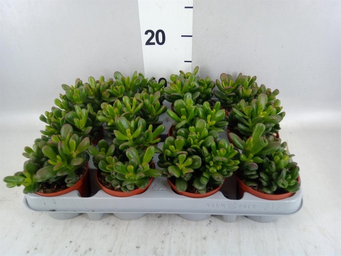 <h4>Crassula ovata 'Gandalf'</h4>