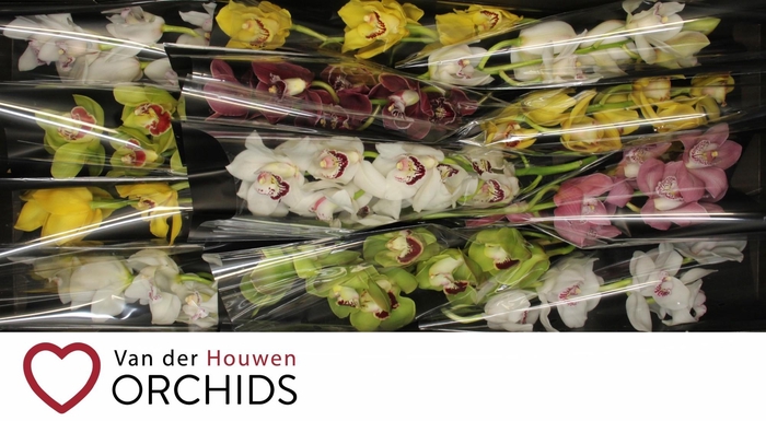 <h4>Gemengd 50 cm.</h4>