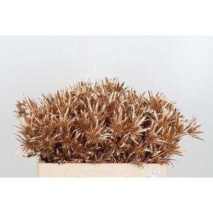 Eryn Orion Kl Bh Antiek Goud