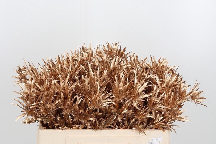 <h4>Eryn Orion Kl Bh Antiek Goud</h4>