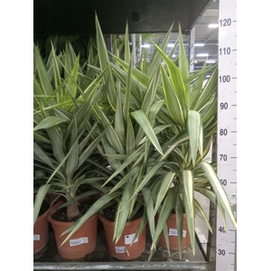 Yucca elephantipes 'Jewel'