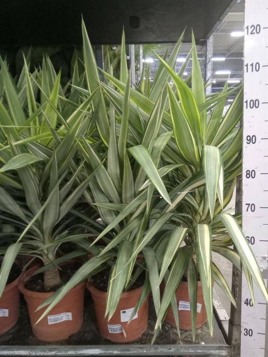 <h4>Yucca elephantipes 'Jewel'</h4>