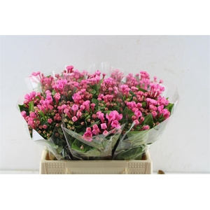 Bouvardia En Royal Roza Hotpink