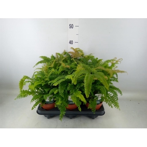 Adiantum tenerum 'Scutum Roseum'