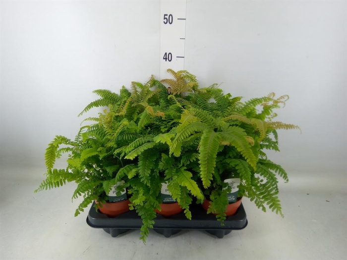 <h4>Adiantum tenerum 'Scutum Roseum'</h4>