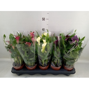 Zantedeschia   ...mix