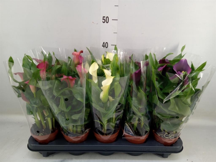<h4>Zantedeschia   ...mix</h4>
