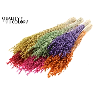 Avena Premium per bunch Mixed Colours