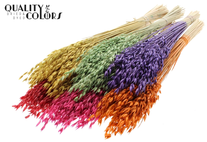 Avena Premium per bunch Mixed Colours