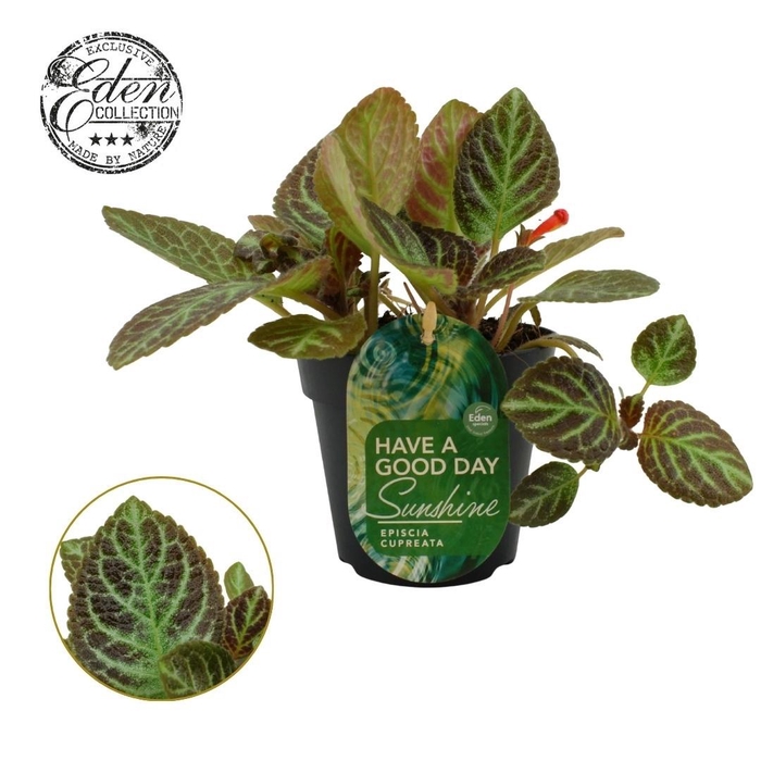 <h4>Episcia cupreata Tierra Rayas 12cm</h4>