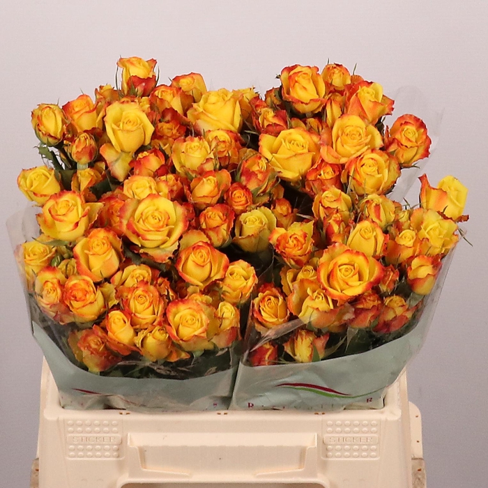 <h4>R TR EYELINER</h4>