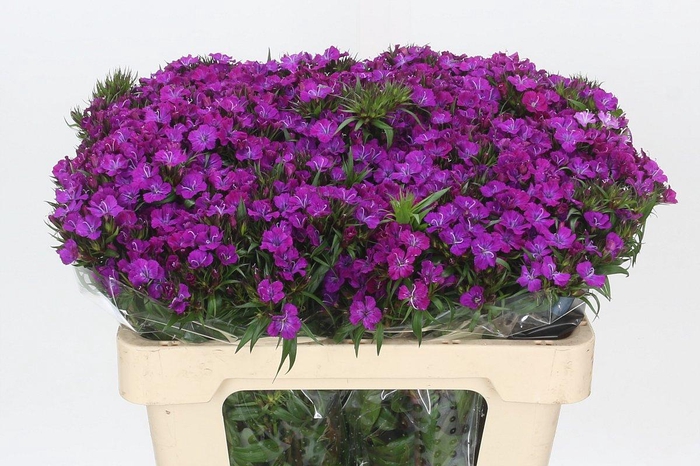 <h4>Dianthus Br Amazon Neon Purple</h4>