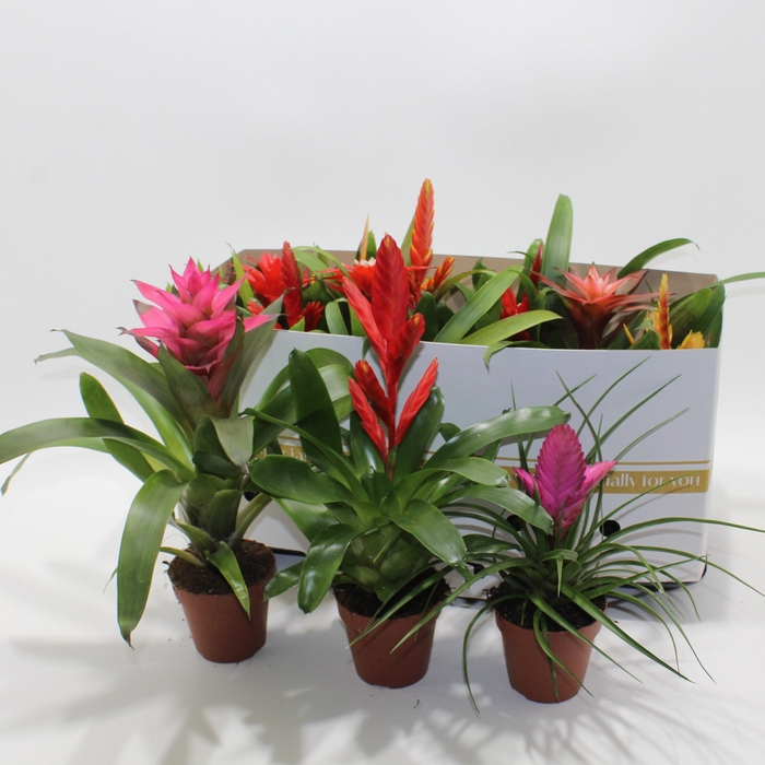 <h4>BROMELIA GEM</h4>