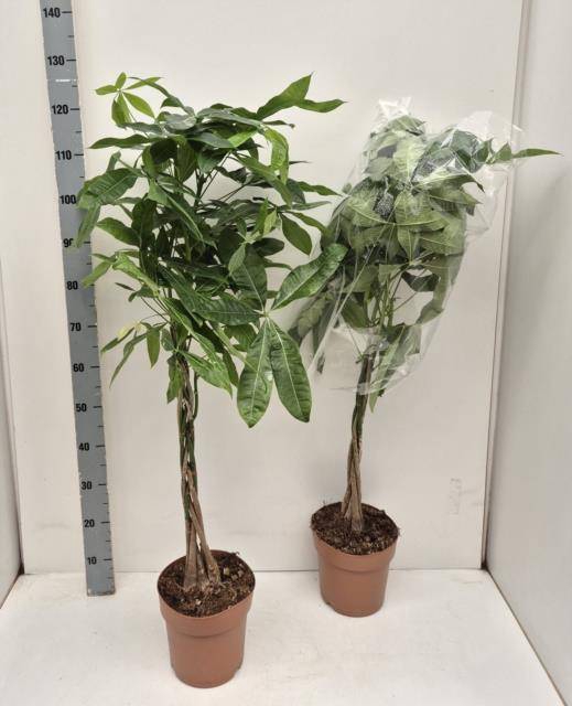 <h4>!! PROMO !! PACHIRA AQUATICA P21 115CM</h4>