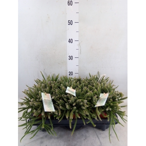 Rhipsalis baccifera subsp. horrida