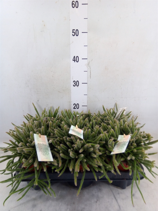 <h4>Rhipsalis baccifera subsp. horrida</h4>