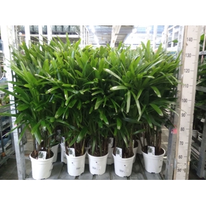 Rhapis excelsa