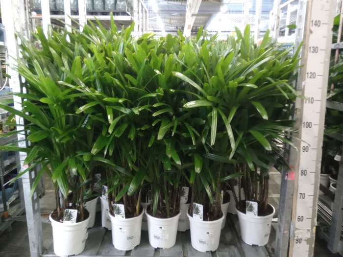 <h4>Rhapis excelsa</h4>