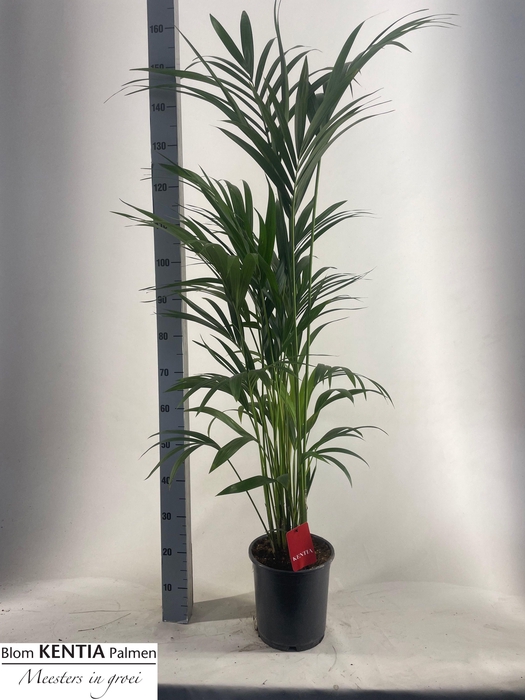 <h4>HOWEA FORSTERIANA</h4>