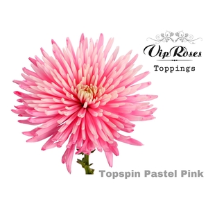 CHR G TOPSPIN PASTEL PINK