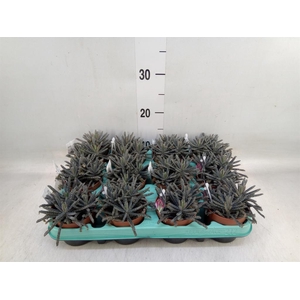 Kalanchoe NF tubiflora