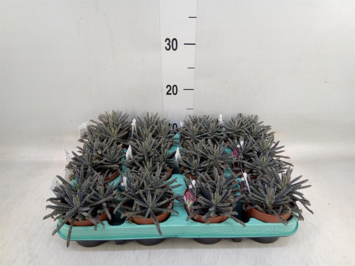 <h4>Kalanchoe NF tubiflora</h4>