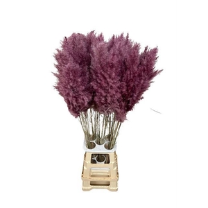 DF Pampas 115cm Cerise