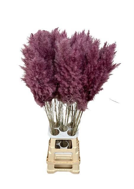 <h4>DF Pampas 115cm Cerise</h4>