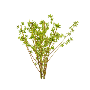 FOLHAGEM SEMENTE DE EUCALIPTO