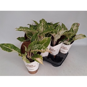 Aglaonema overig