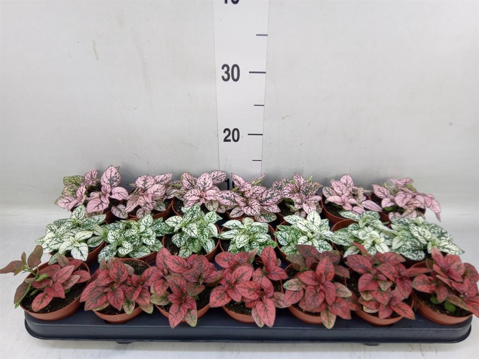 <h4>Hypoestes phyllo.   ...mix</h4>