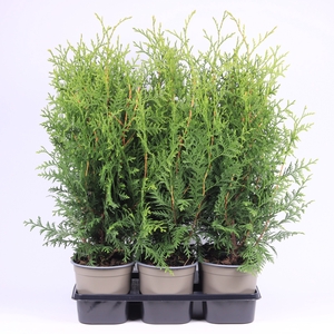 Thuja Occ Brabant