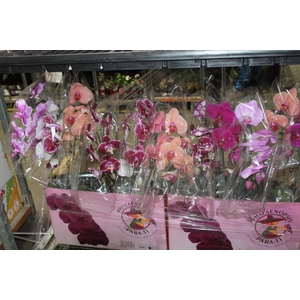 PHALAENOPSIS CASCATA ESPECIAL P15 MIN 8 FLS
