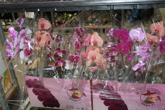 <h4>PHALAENOPSIS CASCATA ESPECIAL P15 MIN 8 FLS</h4>